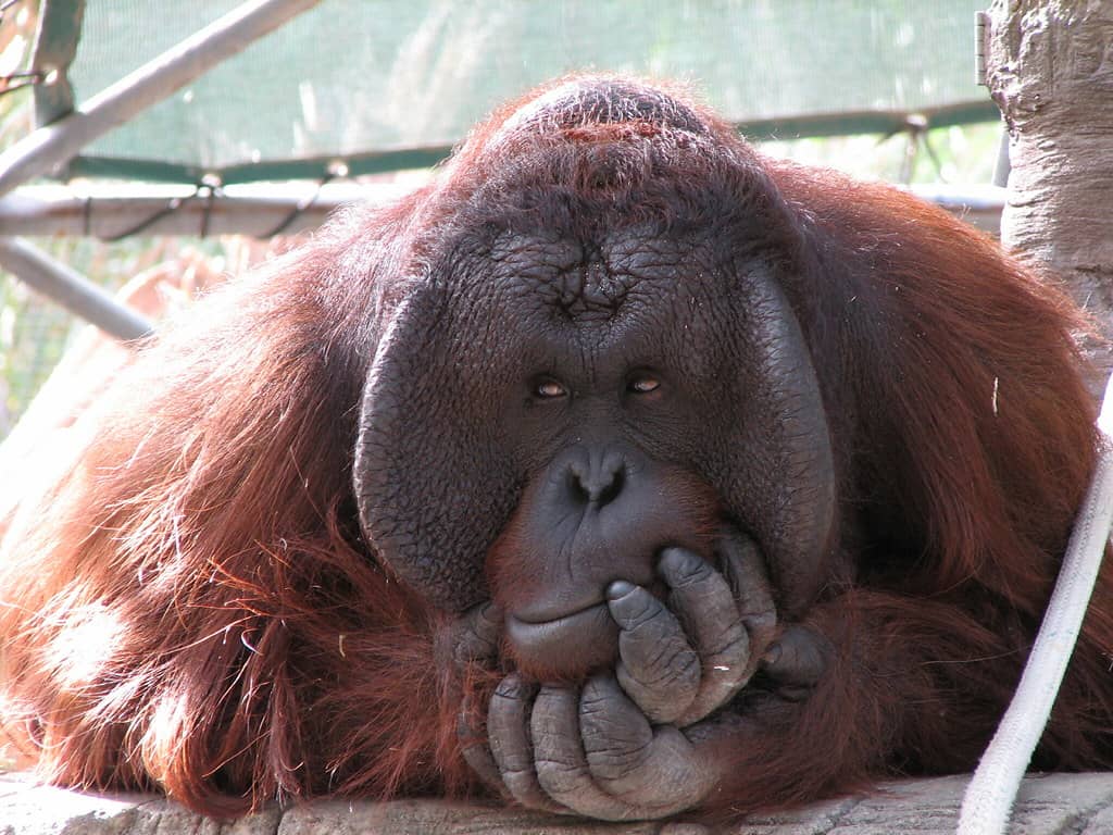 Orangutan Habitat