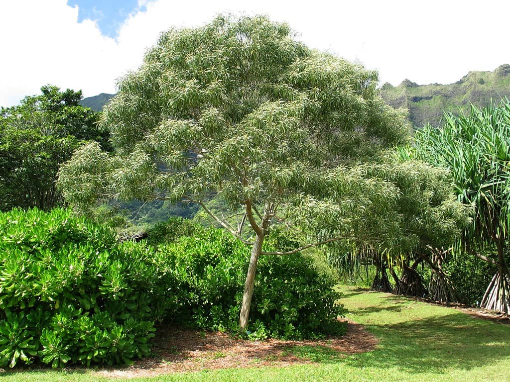 Native & Exotic Trees