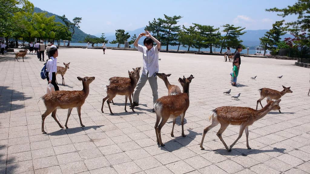Miyajima's Gentle Deer