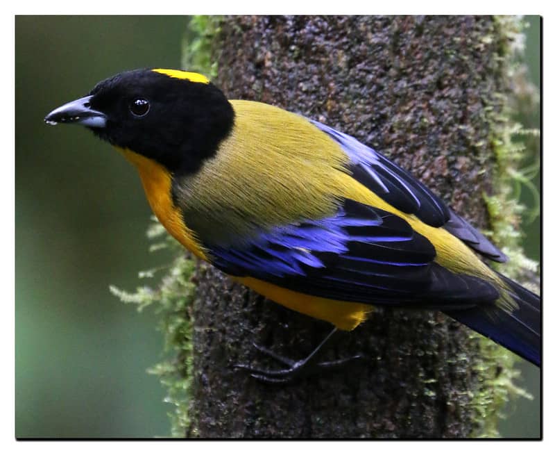 Tanager Feeding Stations