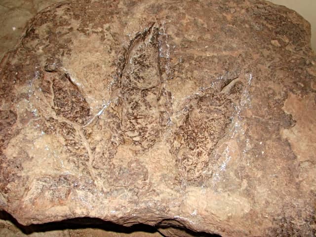 Prehistoric Footprints