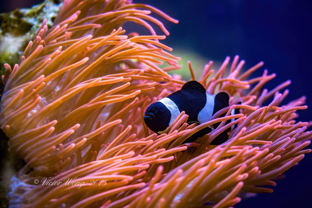 Vibrant Clownfish