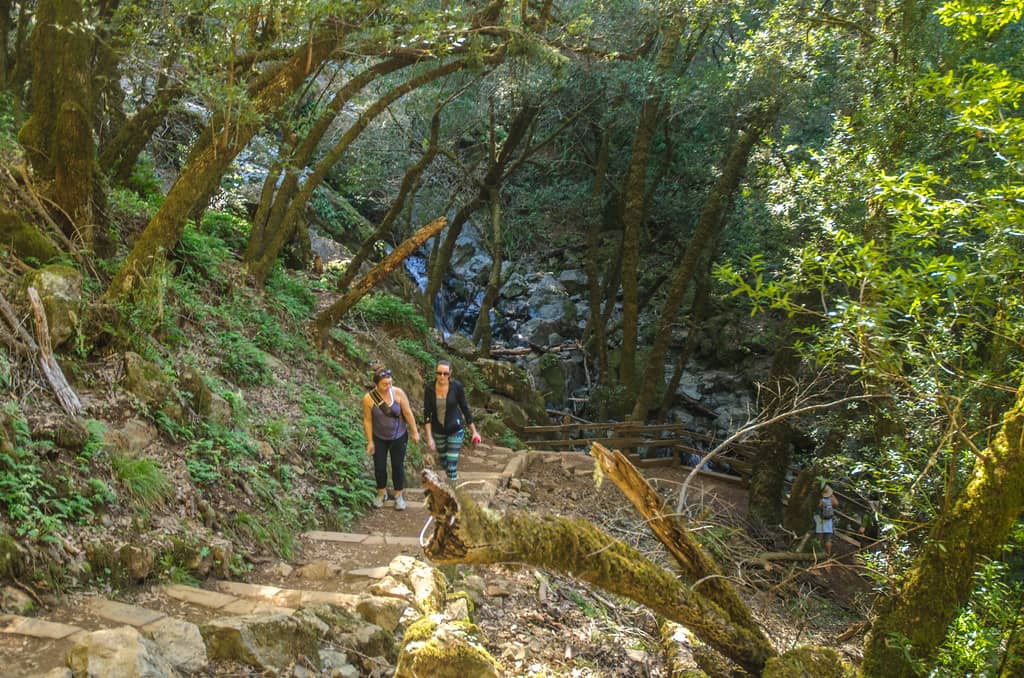 Lush Forest Trails