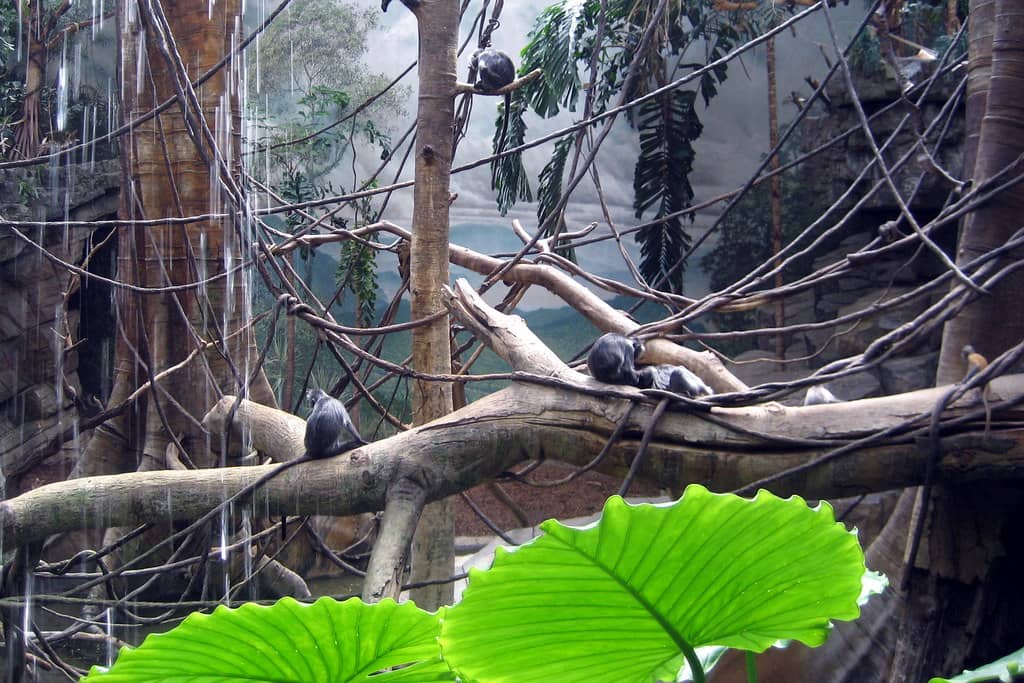 Rainforest Experience