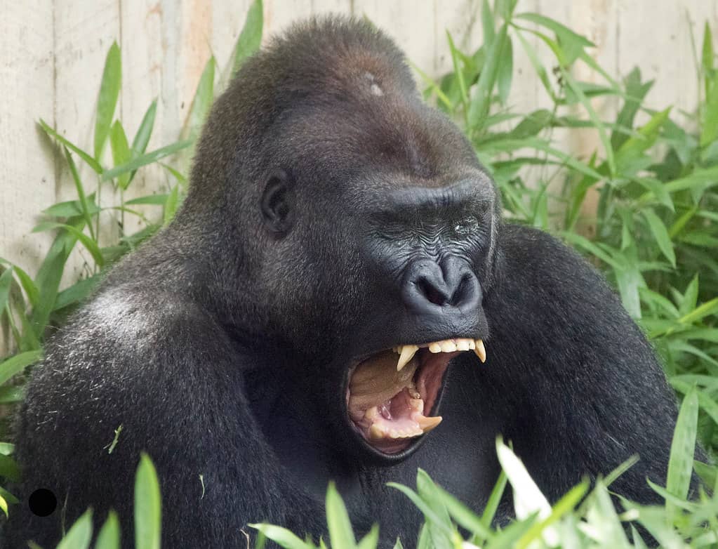 Great Ape House
