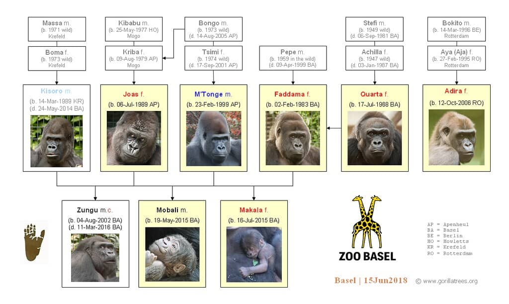 Gorilla Kingdom