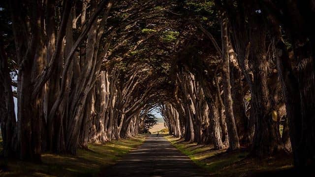 Cypress Tree Tunnel