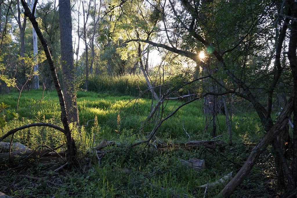 Wildlife Viewing