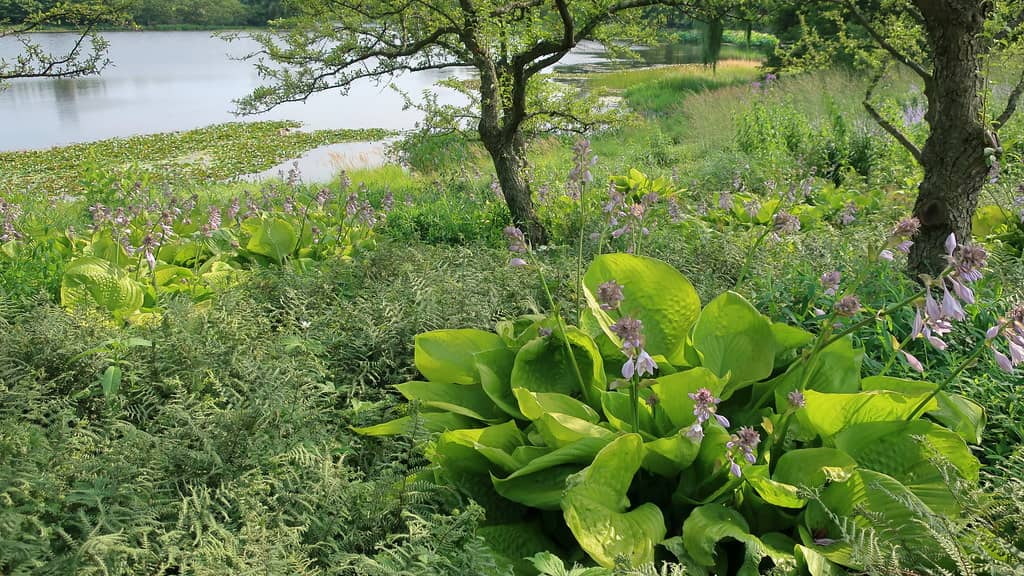 Hidden Wetland Ecosystem