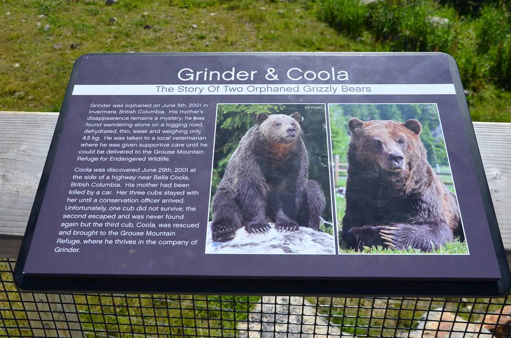 Wildlife Encounters