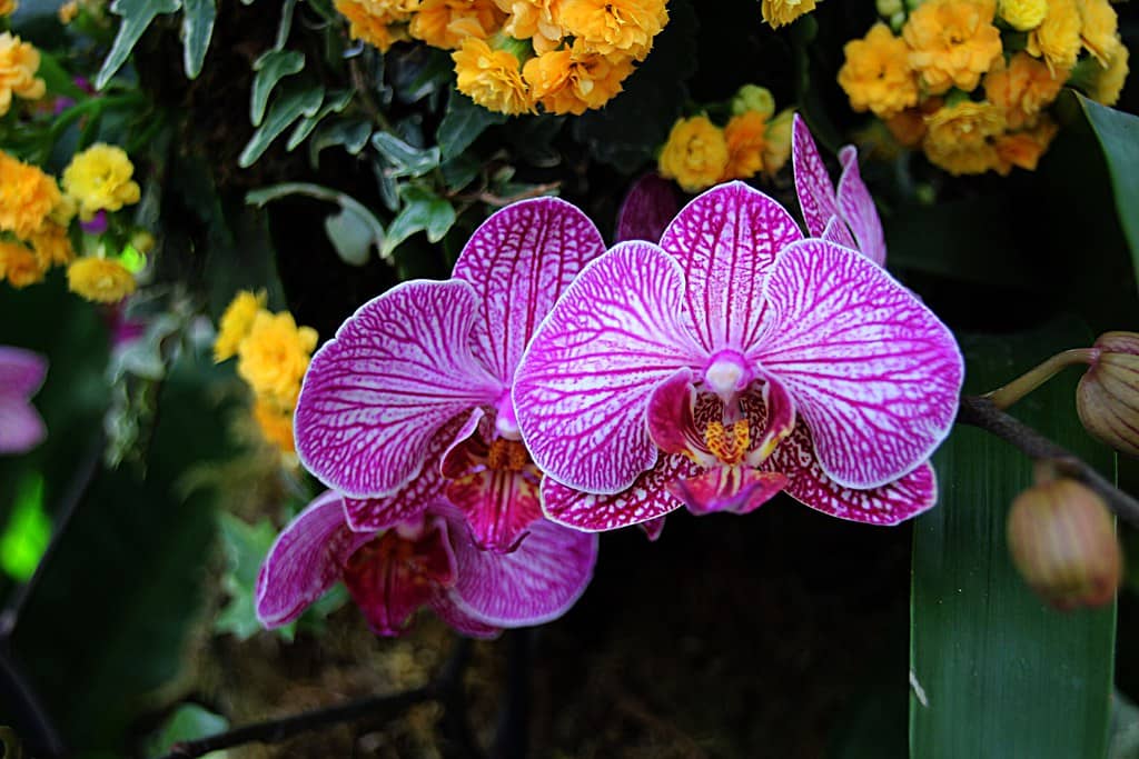 The Orchid Room