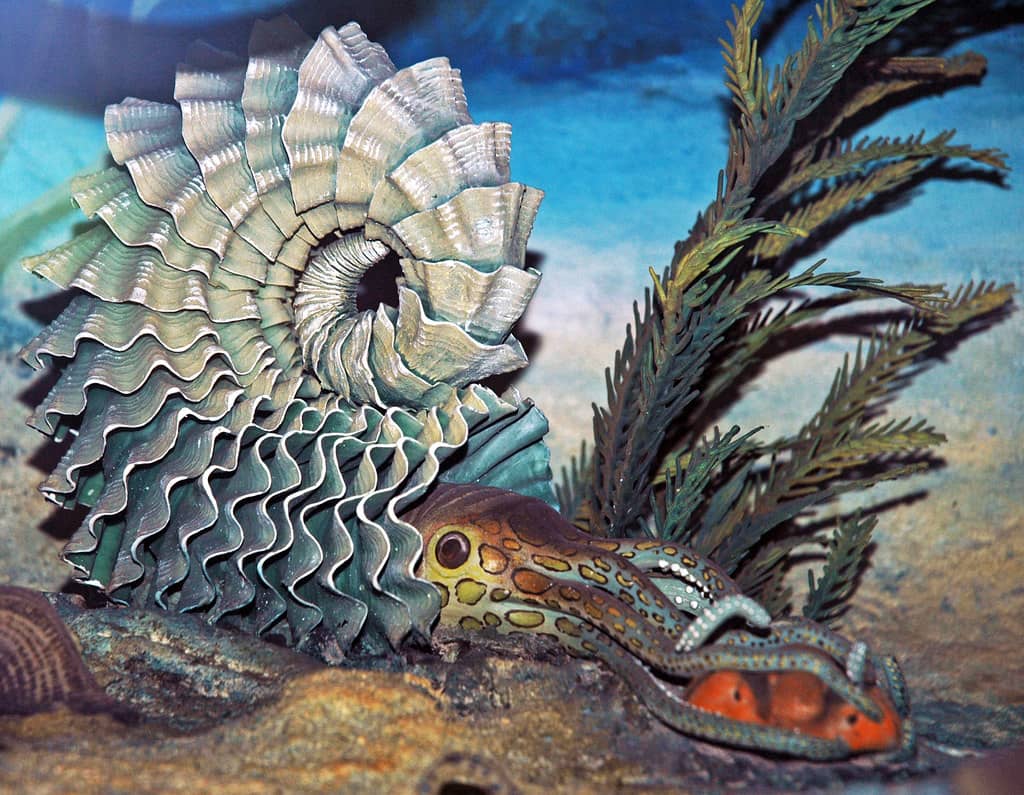 Fossil & Shell Exhibition