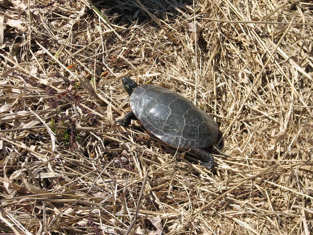 Wildlife Spotting