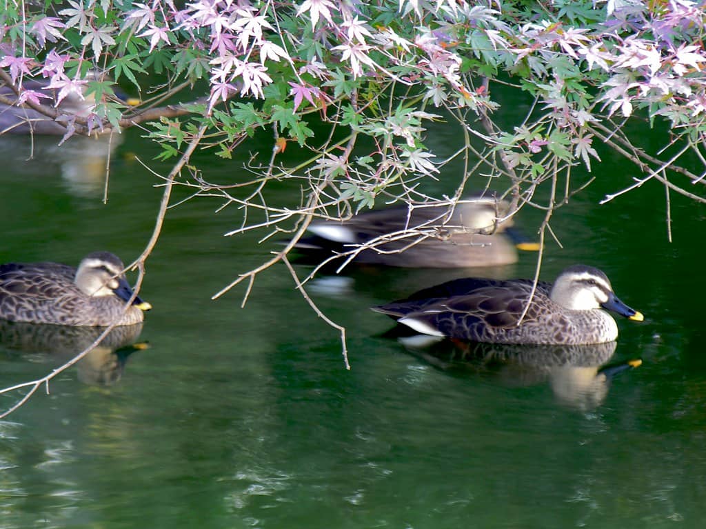 Tranquil Lakes and Waterfowl