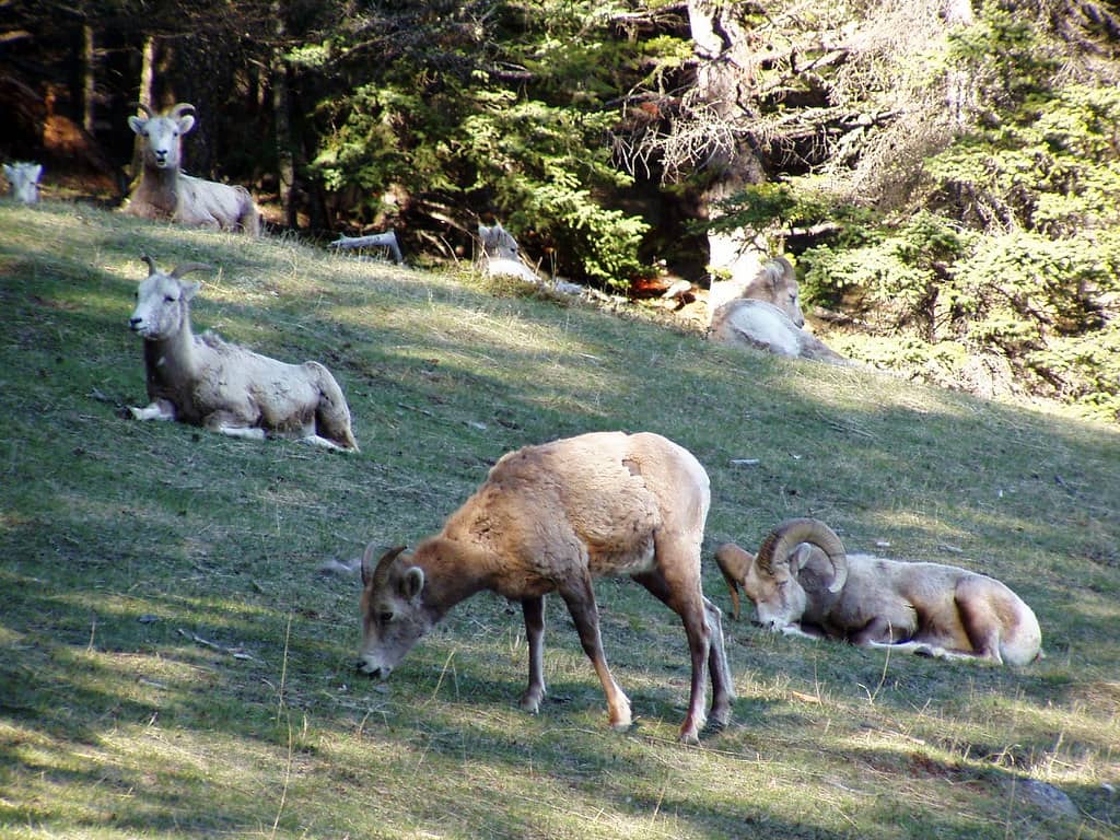 Wildlife Spotting