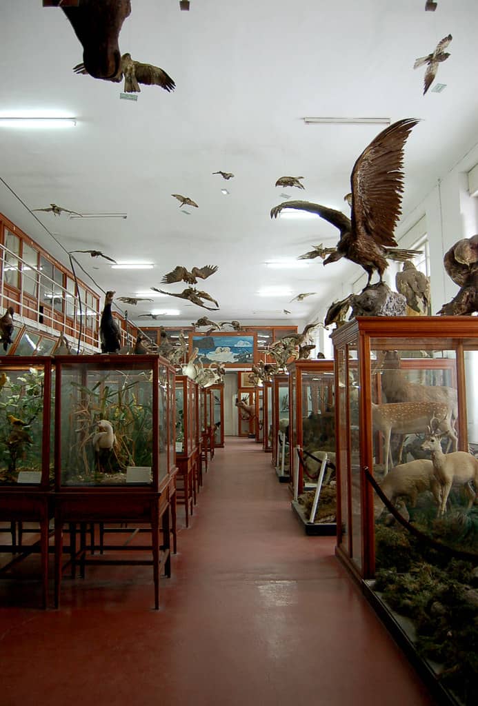 Finnish Mammals and Birds