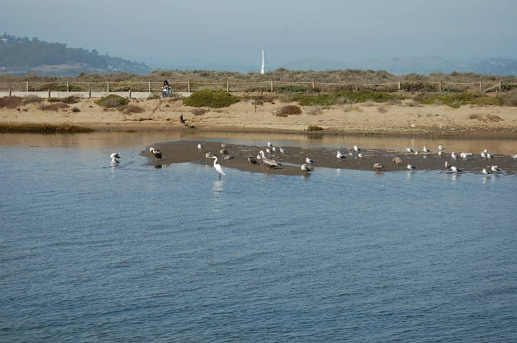 Restored Marshland