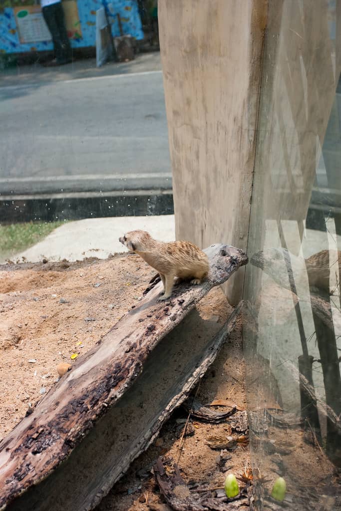 Wildlife Encounters