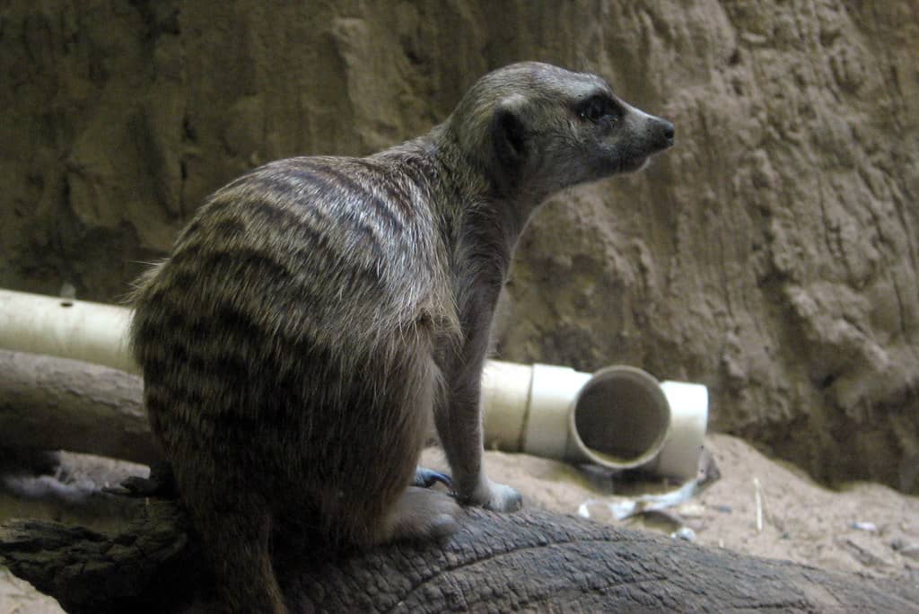 Prospect Park Zoo