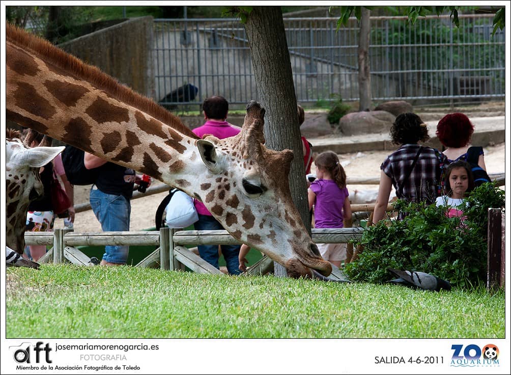Kids' Petting Zoo