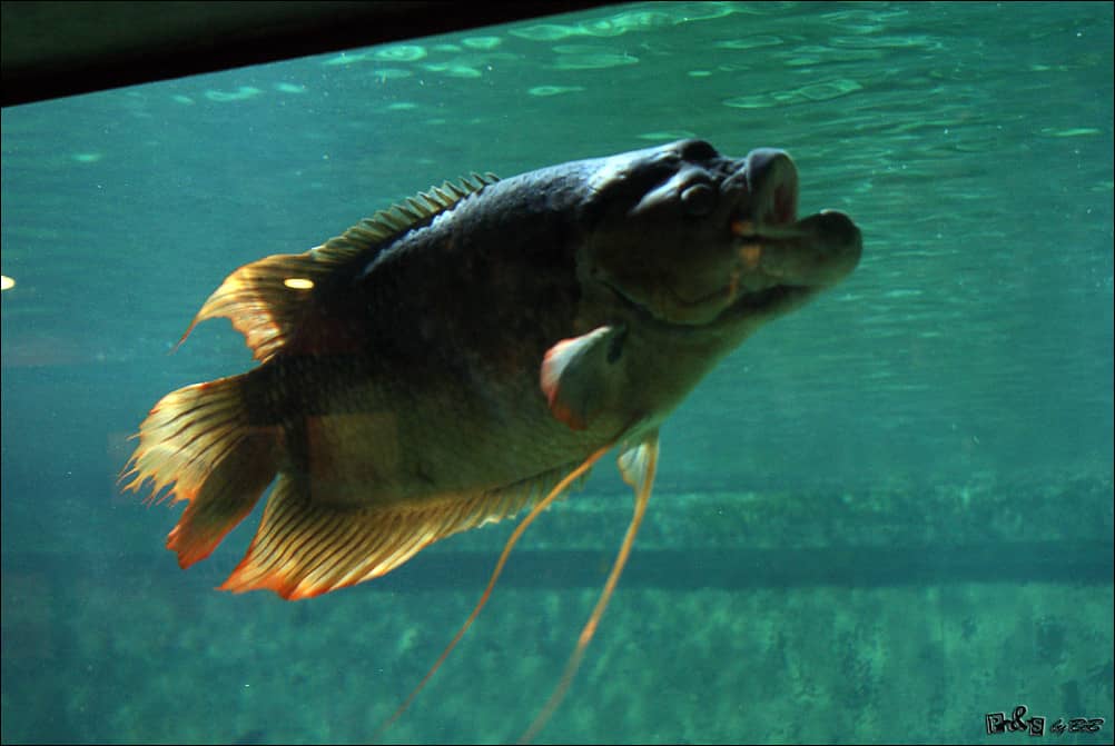 Aquarium Zone