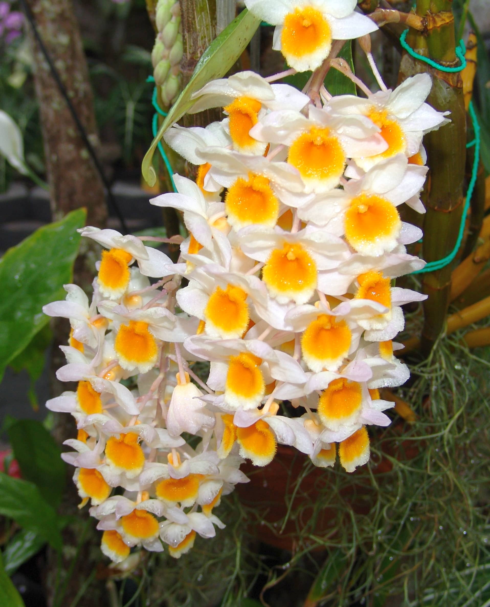 Orchid & Conservatory Collection