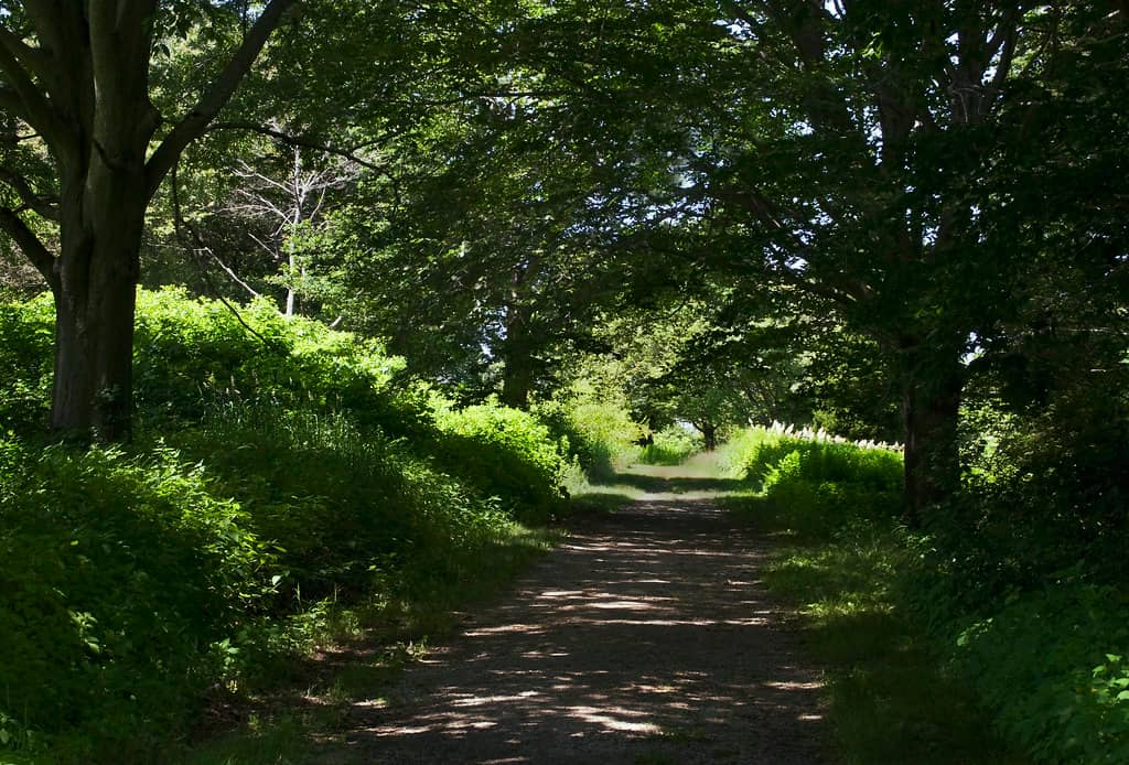 Woodsy Areas