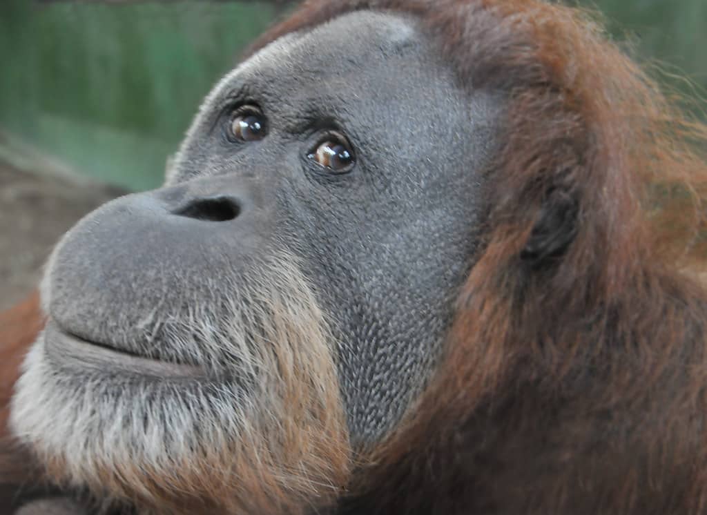 Primate Playtime