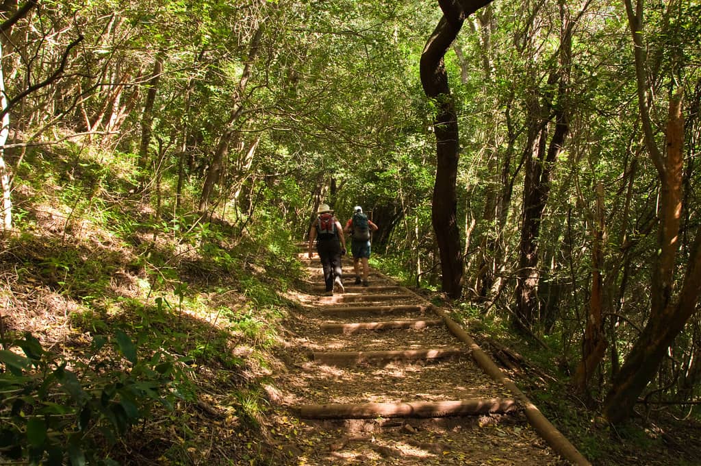 Newlands Forest