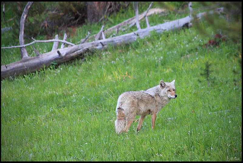 Wildlife Spotting