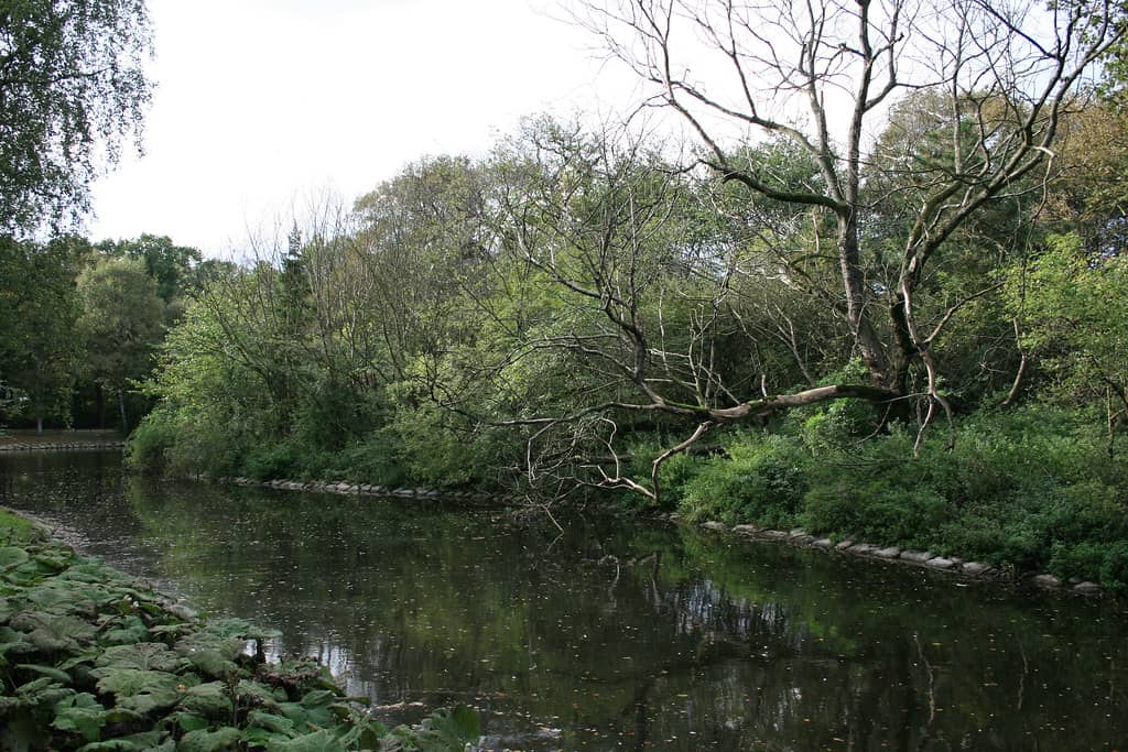 Lush Greenery & Old Trees