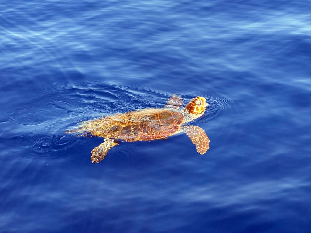 Sea Turtle Spotting