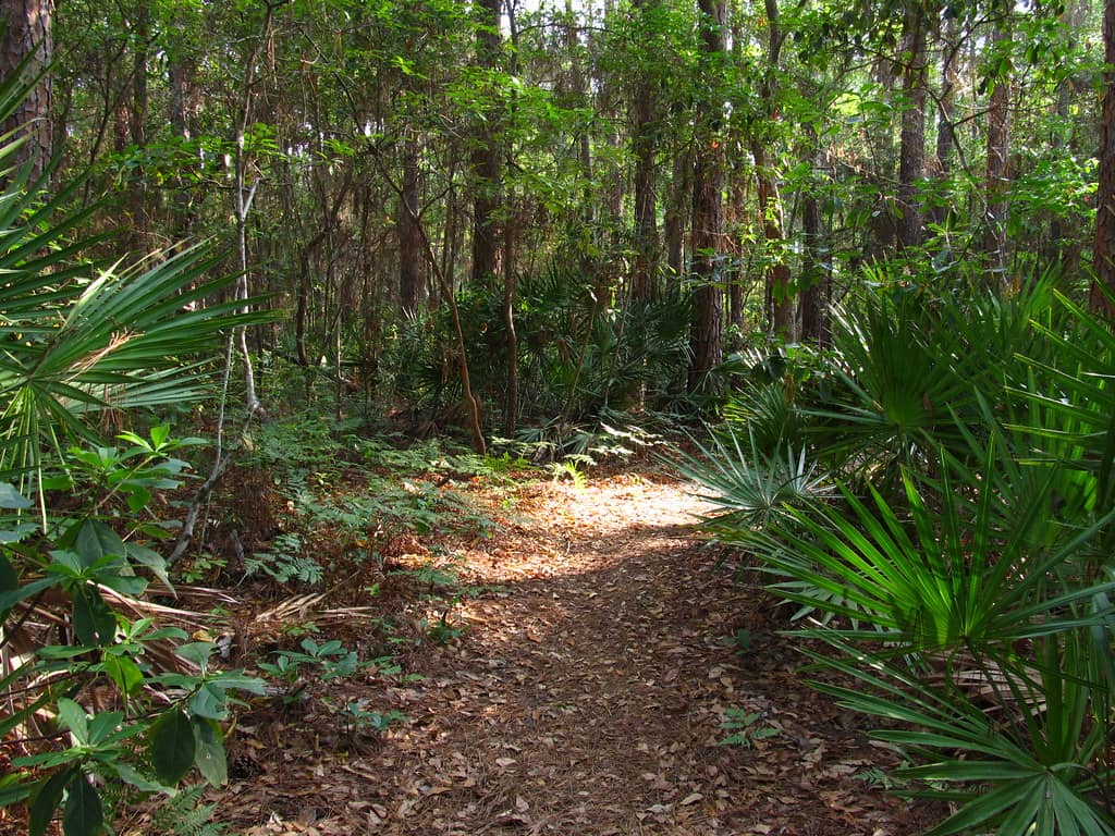 Wooded Trails
