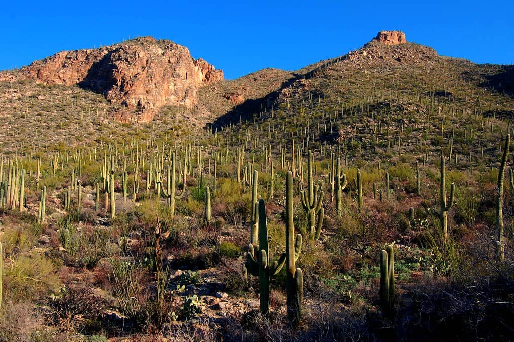 Pima Wash