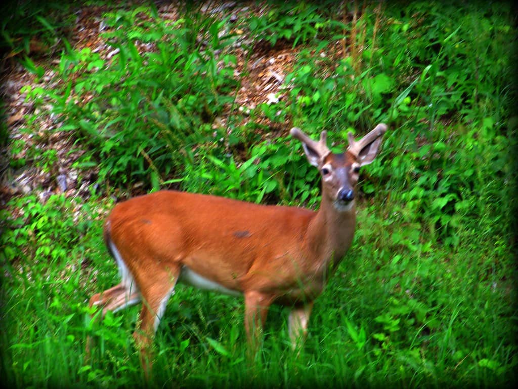 Cades Cove