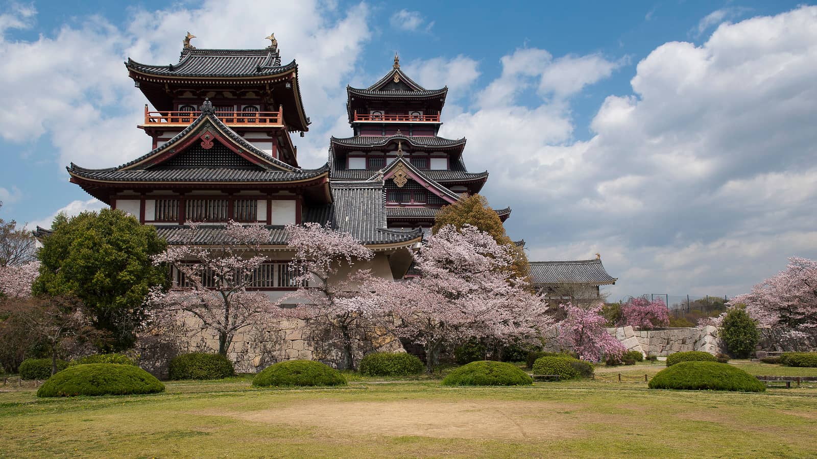 Sakura Season Blooms