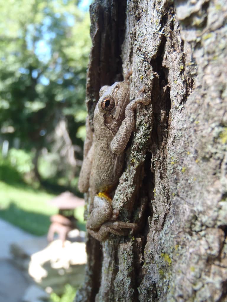 Wildlife Encounters