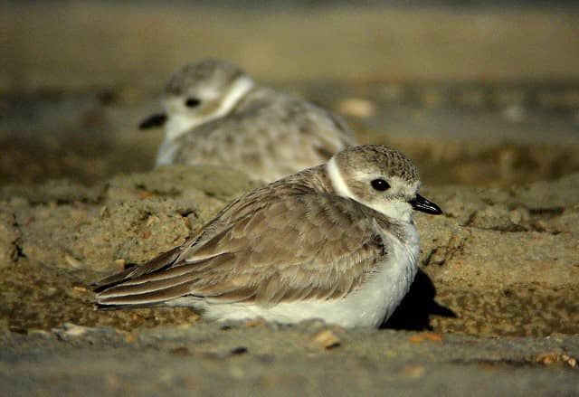 Birdwatching Paradise
