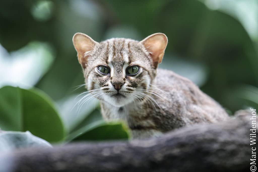 Rostkatzen (Rusty-Spotted Cat)