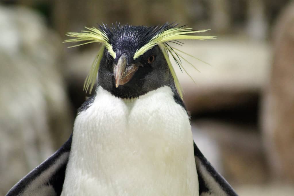 Penguin Exhibit