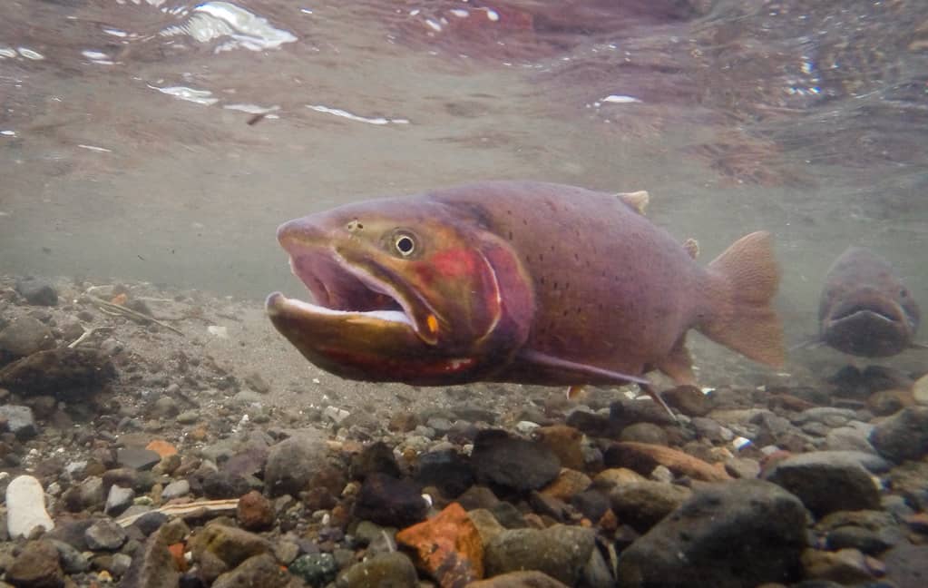 Trout Spawning Streams