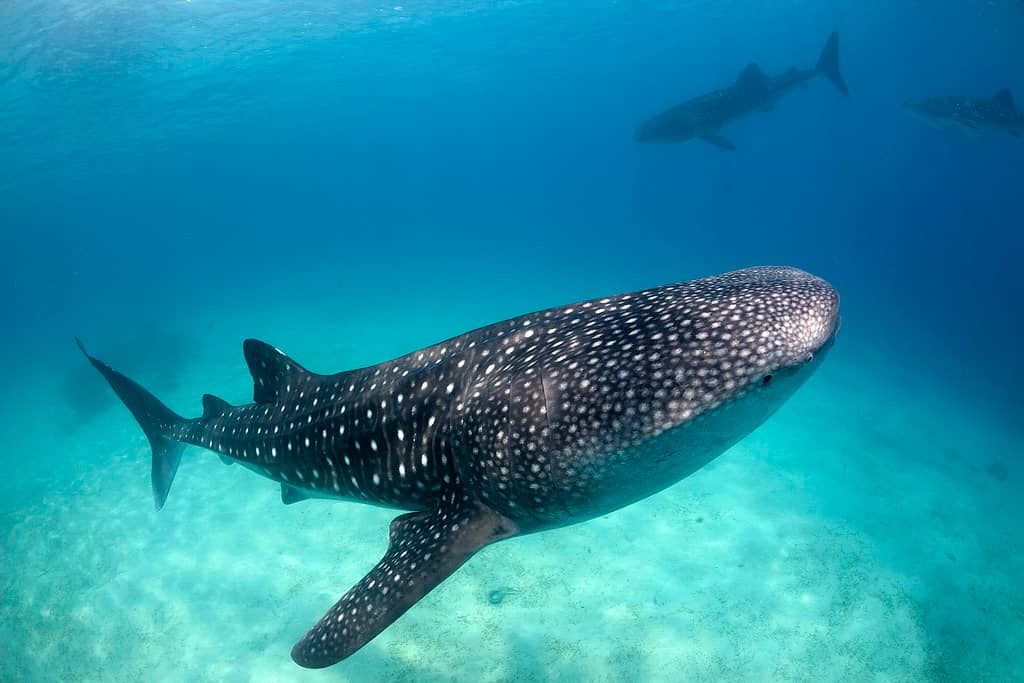 Whale Shark Snorkeling