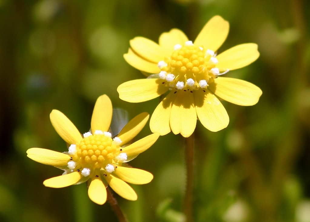 Wildflower Displays