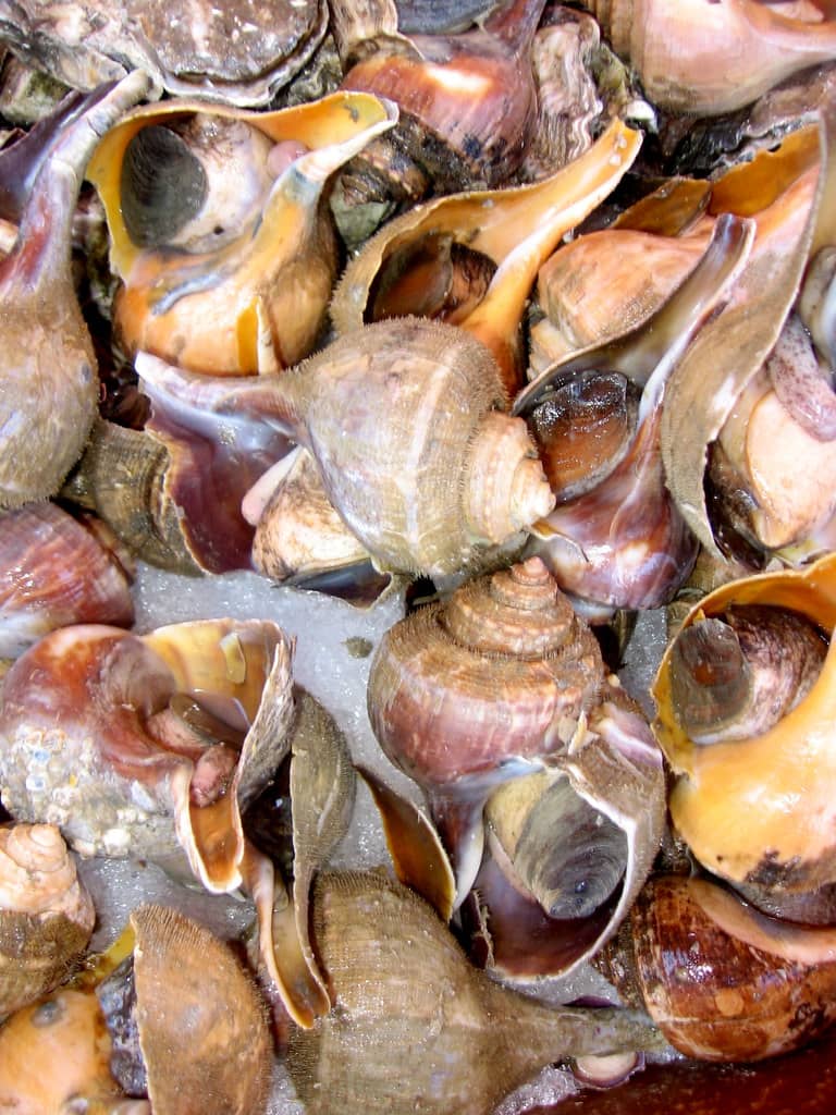 Seafood Delights