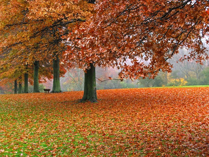 Orchard Views
