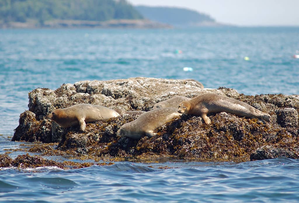 Seal Watching