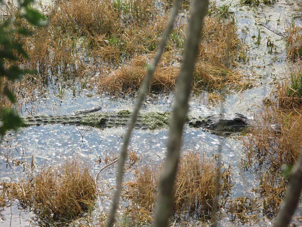 Wildlife Spotting