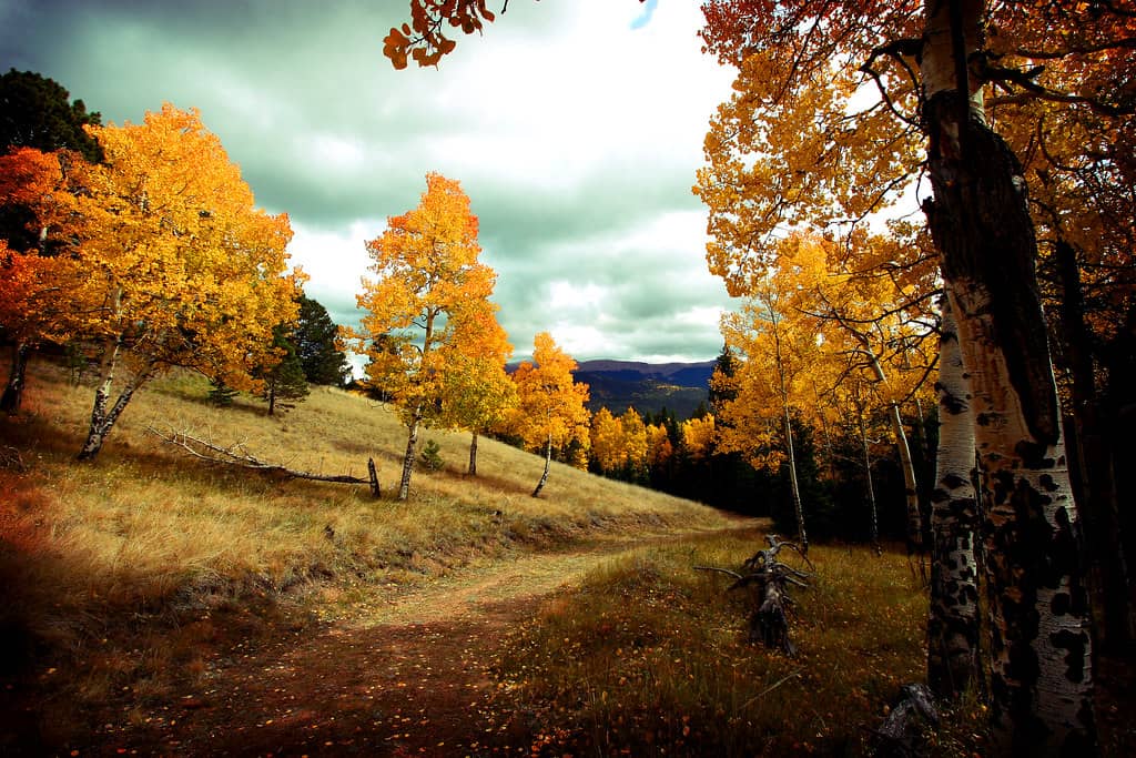 Autumn Foliage
