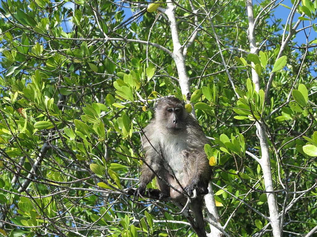 Monkey Encounters
