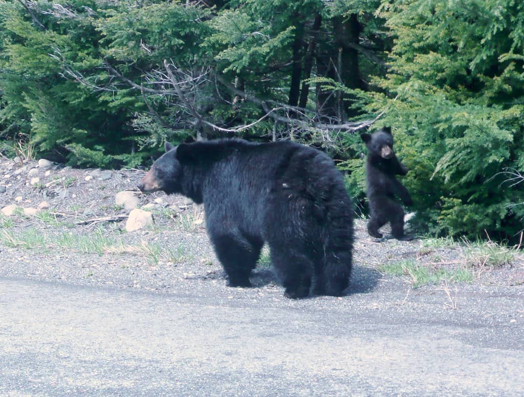Wildlife Spotting